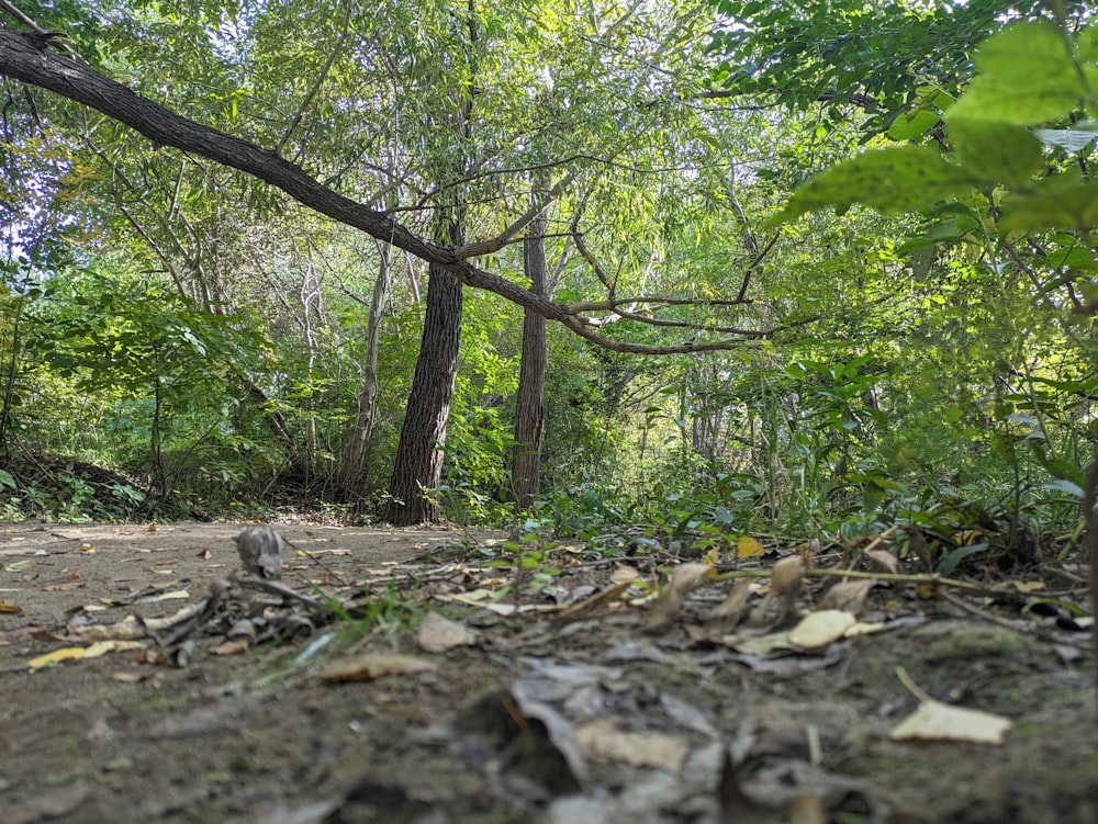 a dirt road in the middle of a forest