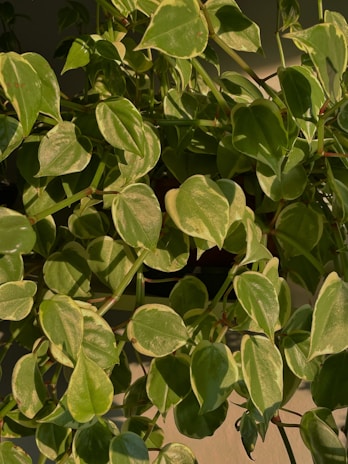 Healthy Hoya leaves with intricate variegation patterns in a sunlit nursery corner.