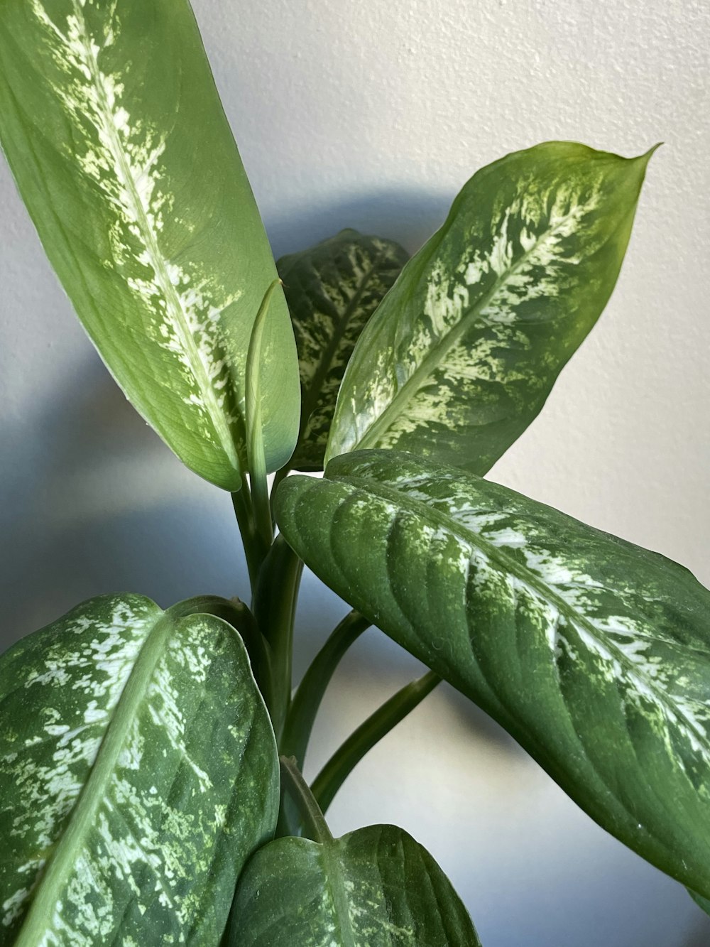 a close up of a plant with green leaves