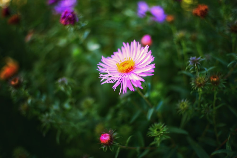 a pink flower with yellow center surrounded by other flowers