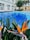 A serene outdoor pool area surrounded by potted plants and tropical flowers. The water is a vibrant blue, reflecting the nearby building's white-framed windows and light beige walls. Palm trees and lounge chairs line the poolside, providing an inviting and relaxing atmosphere.