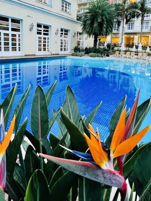 A serene outdoor pool area surrounded by potted plants and tropical flowers. The water is a vibrant blue, reflecting the nearby building's white-framed windows and light beige walls. Palm trees and lounge chairs line the poolside, providing an inviting and relaxing atmosphere.