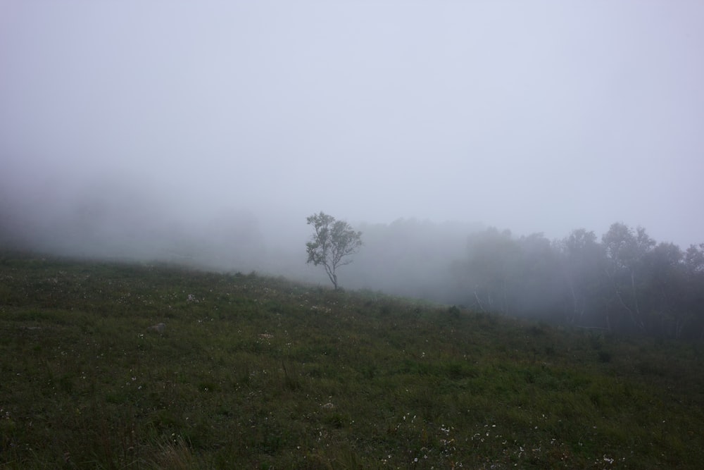 a foggy field with a lone tree on a hill