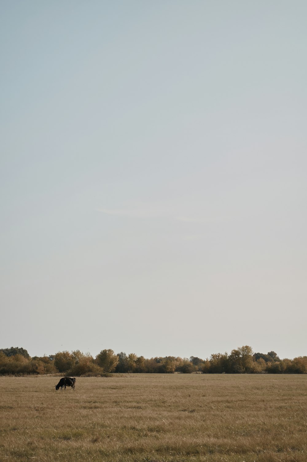 a large black cow standing on top of a dry grass field