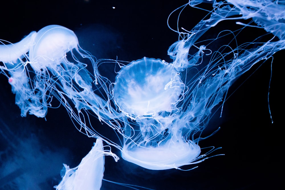 a group of jellyfish swimming in the water