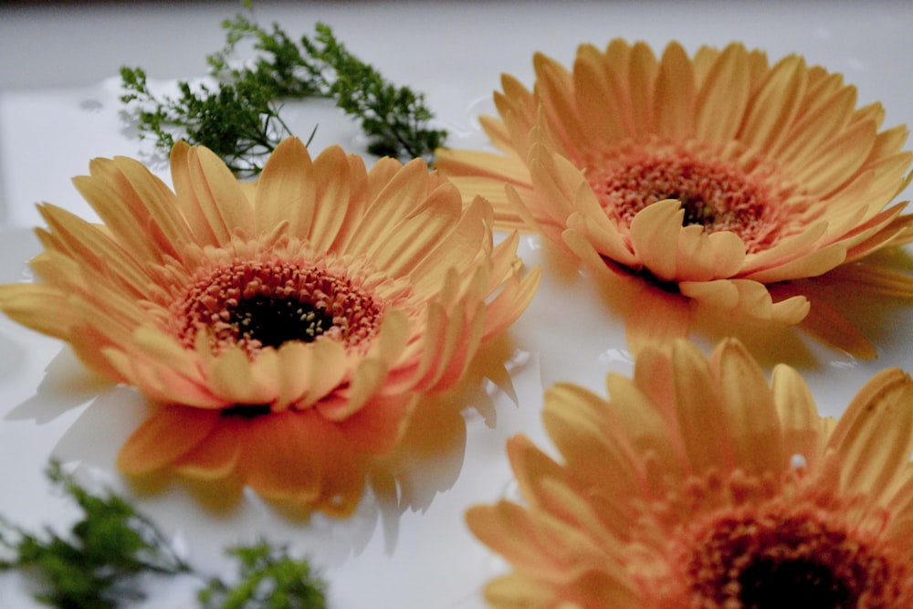 a group of orange flowers sitting on top of a table