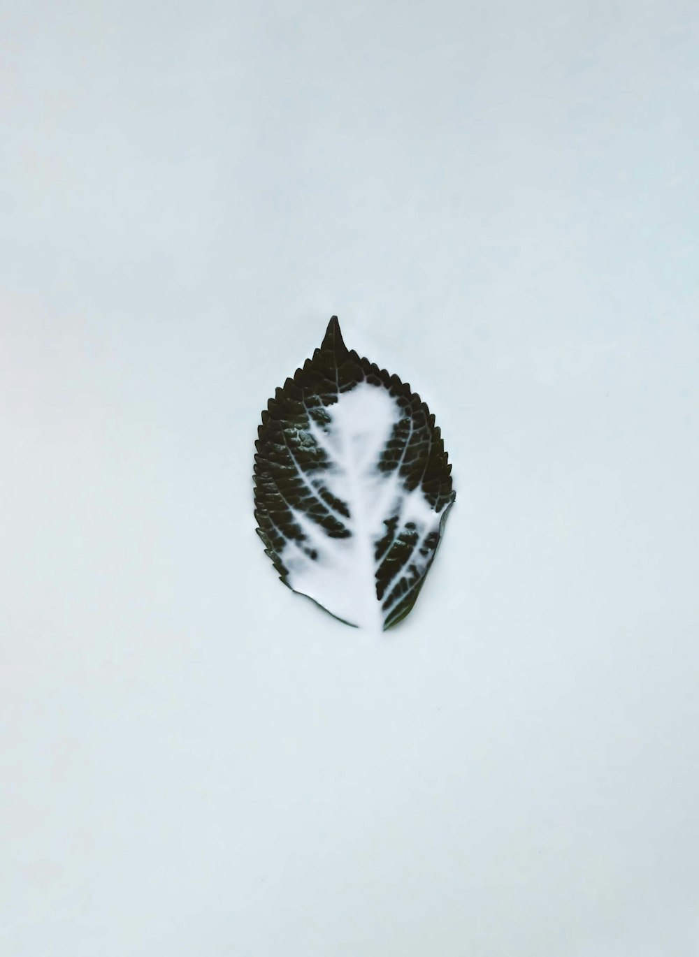 a leaf that is laying on the ground