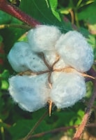 A close-up view of a white cotton boll with visible cotton fibers ready for harvest. The cotton is surrounded by green leaves and a reddish-brown stem.
