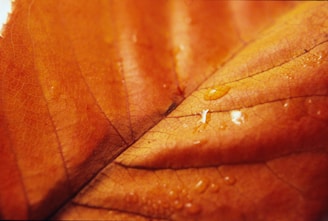A close-up watercolor painting capturing the intricate textures and colors of autumn leaves.