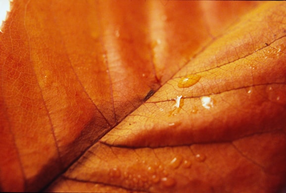 A close-up watercolor painting capturing the intricate textures and colors of autumn leaves.