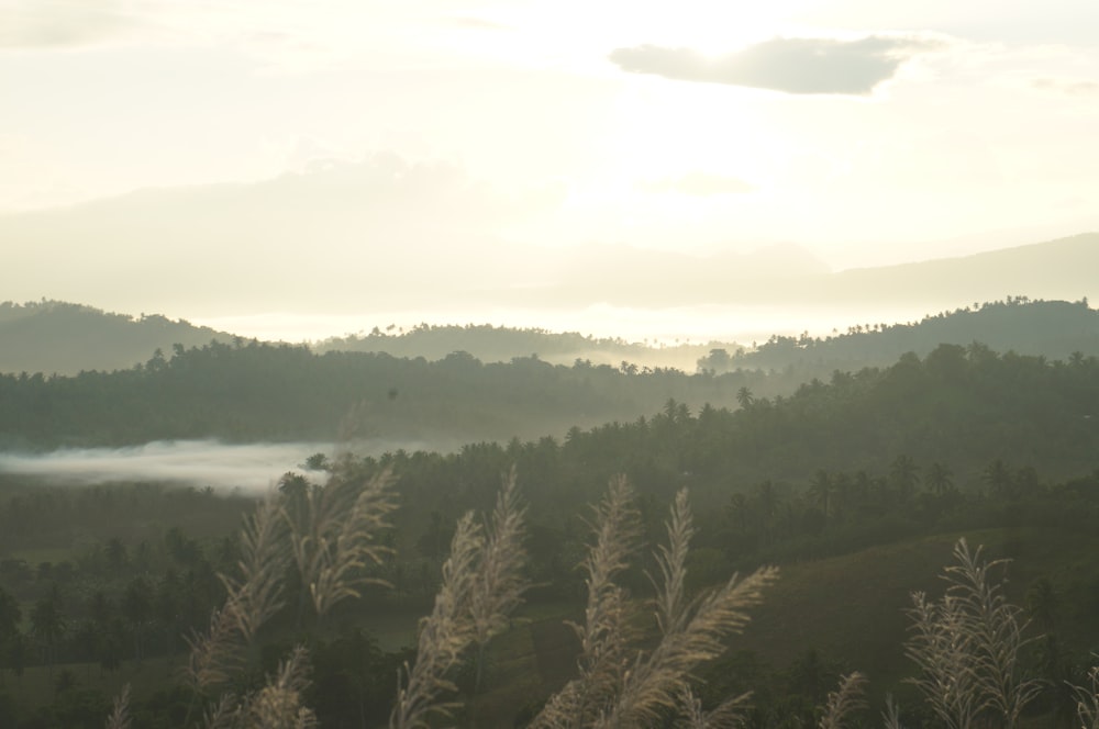 a view of a mountain range with trees in the foreground