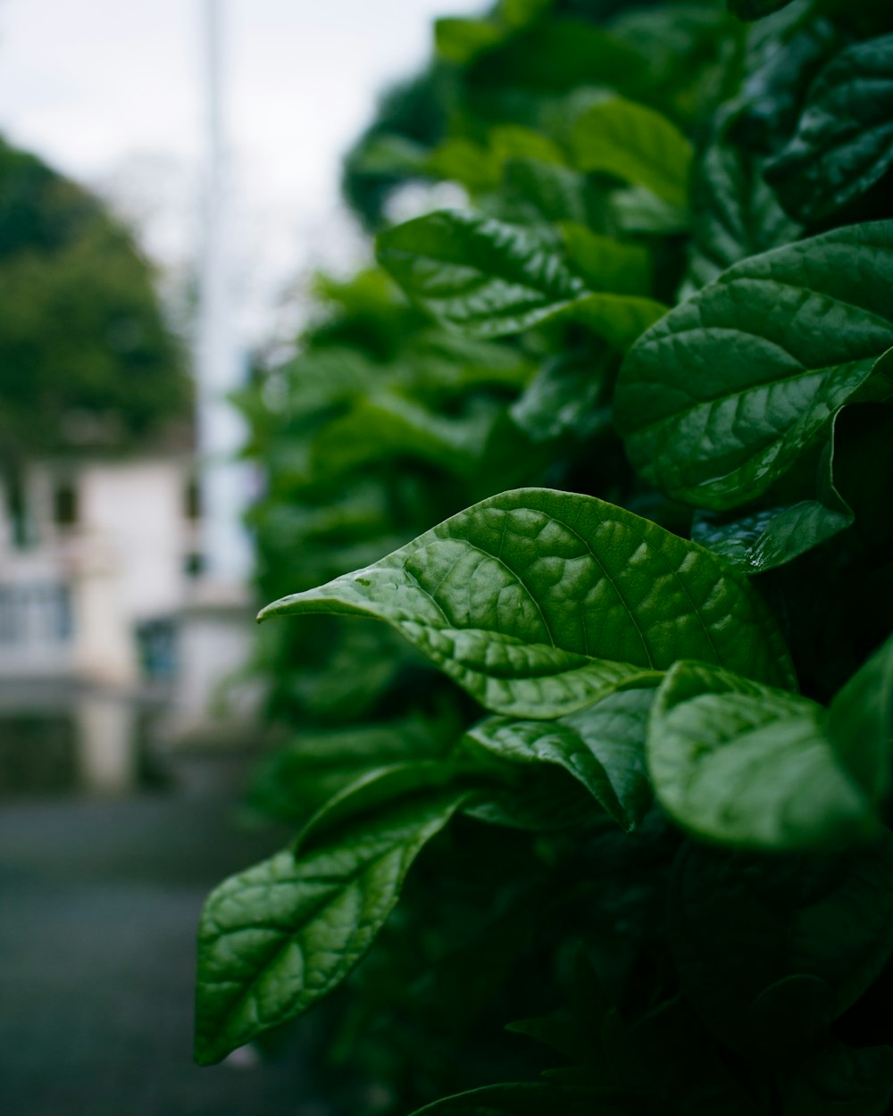 a close up of a leafy plant with a building in the background