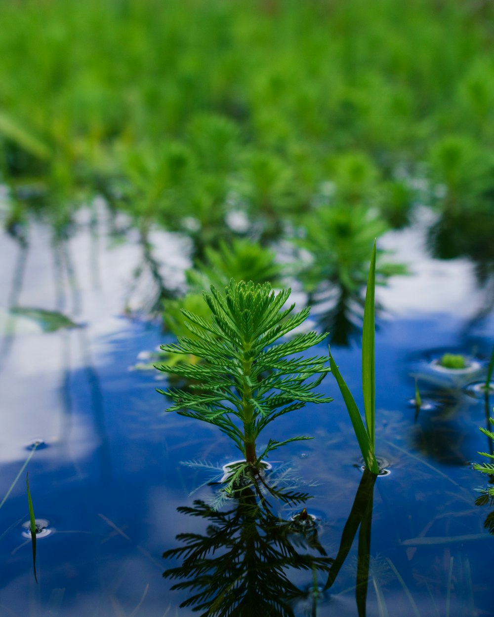 a small tree in the middle of a pond