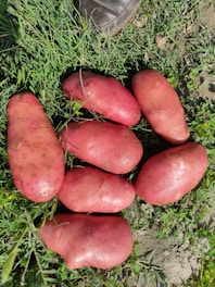 Several large, pinkish-red potatoes lay on green grass with a bit of earth visible. A portion of a black boot is visible in the upper part of the image, suggesting a farm or garden setting.