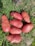 Several large, pinkish-red potatoes lay on green grass with a bit of earth visible. A portion of a black boot is visible in the upper part of the image, suggesting a farm or garden setting.
