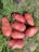 Several large, pinkish-red potatoes lay on green grass with a bit of earth visible. A portion of a black boot is visible in the upper part of the image, suggesting a farm or garden setting.