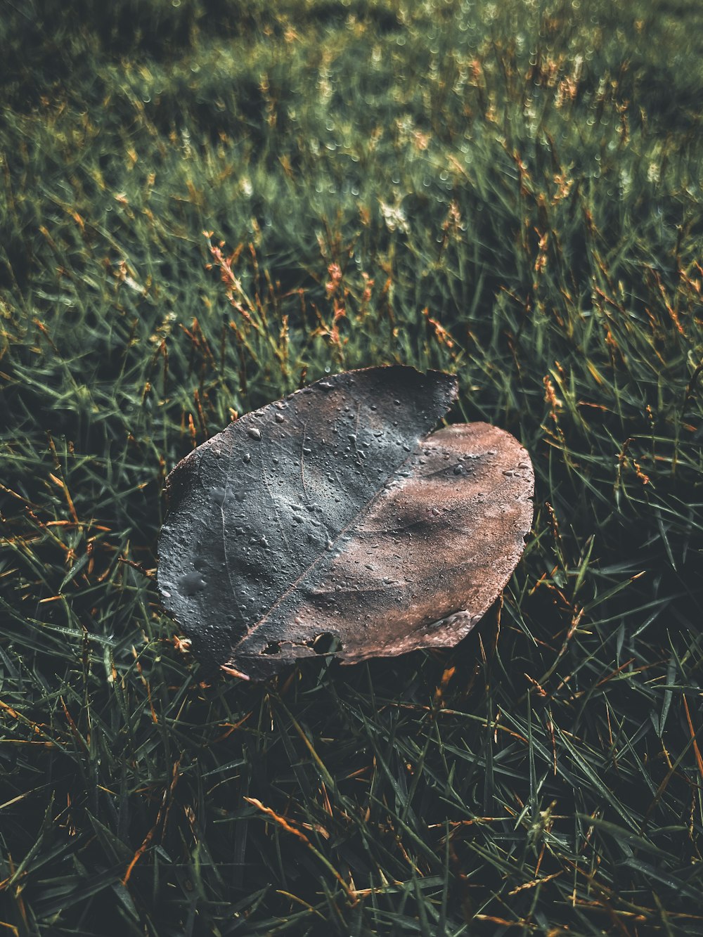 a leaf that is sitting in the grass