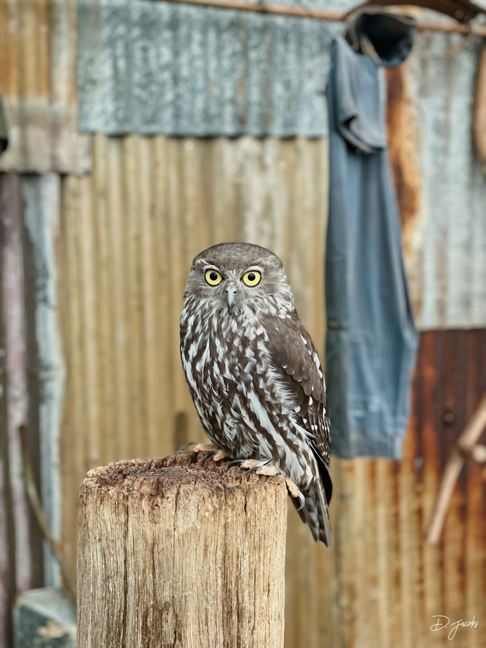 an owl sitting on top of a wooden post