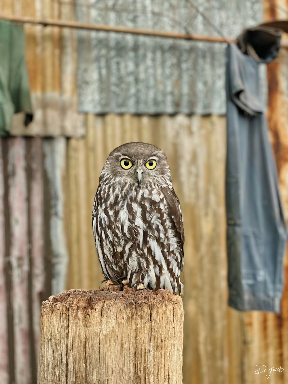an owl sitting on top of a wooden post