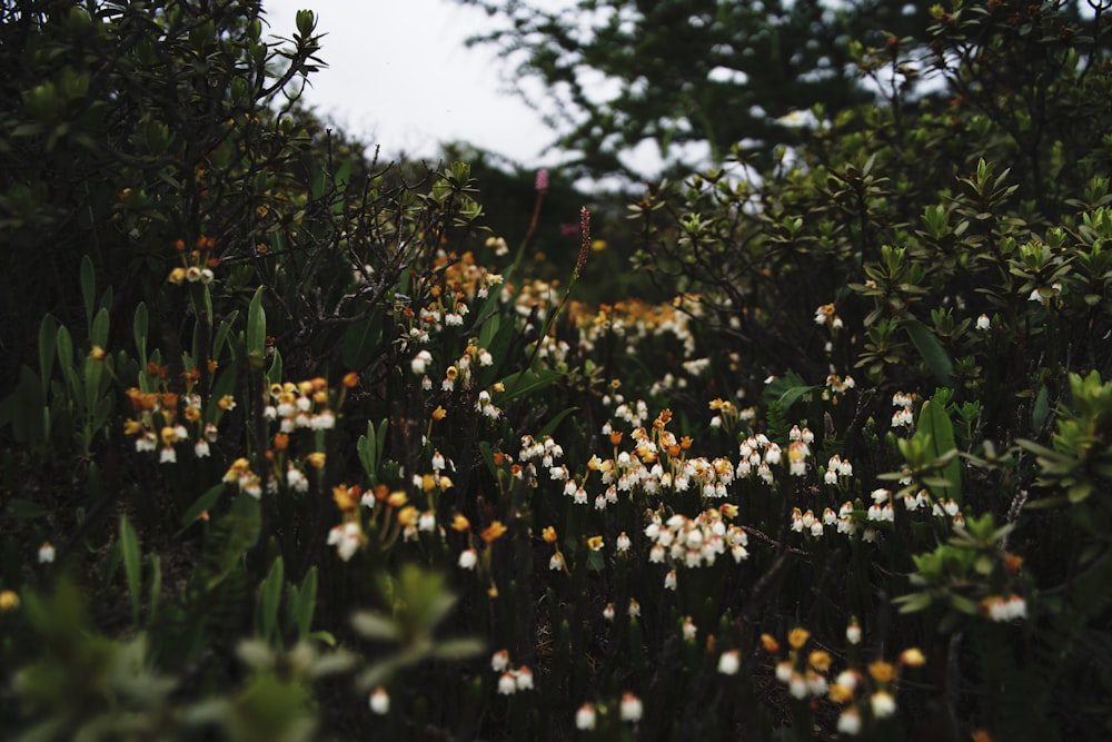 a field full of white and yellow flowers