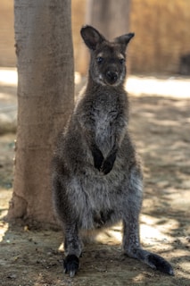 A wallaby stands upright against a tree, its fur a mix of gray and brown shades. The animal's ears are perked up, and it has a curious expression on its face. The setting is an outdoor area with a sandy ground and a blurred background of natural hues.