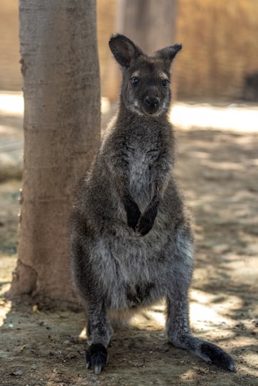 A wallaby stands upright against a tree, its fur a mix of gray and brown shades. The animal's ears are perked up, and it has a curious expression on its face. The setting is an outdoor area with a sandy ground and a blurred background of natural hues.