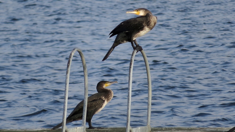 a couple of birds sitting on top of a metal railing