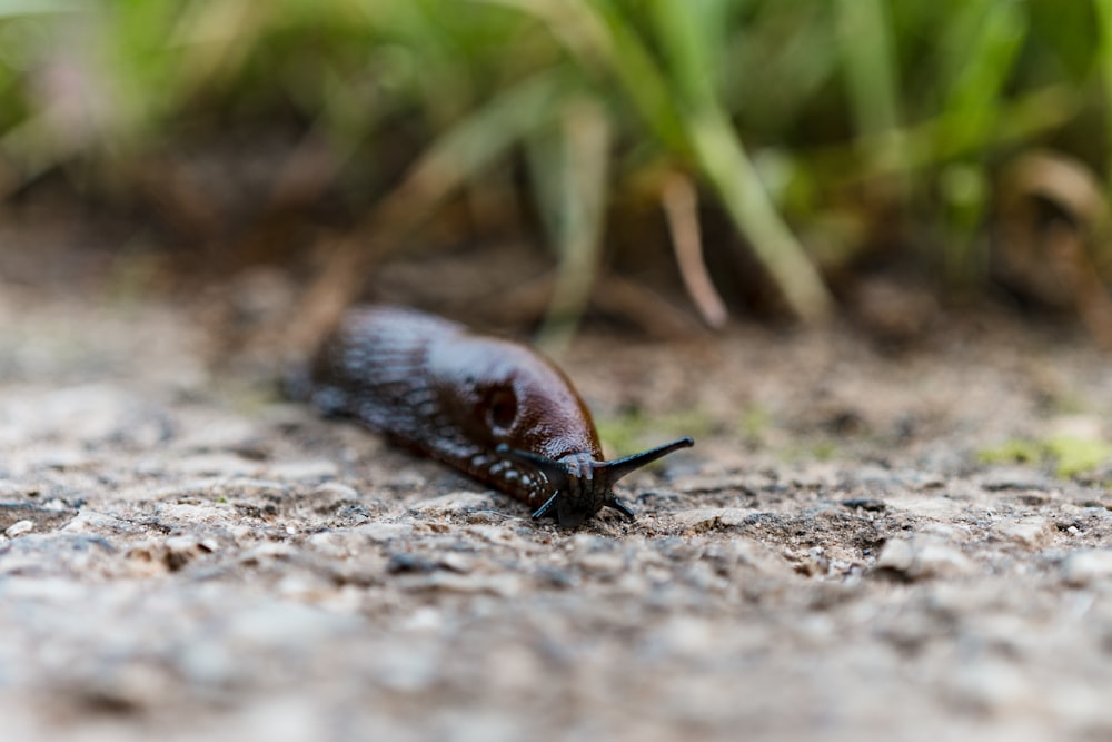 a close up of a bug on the ground