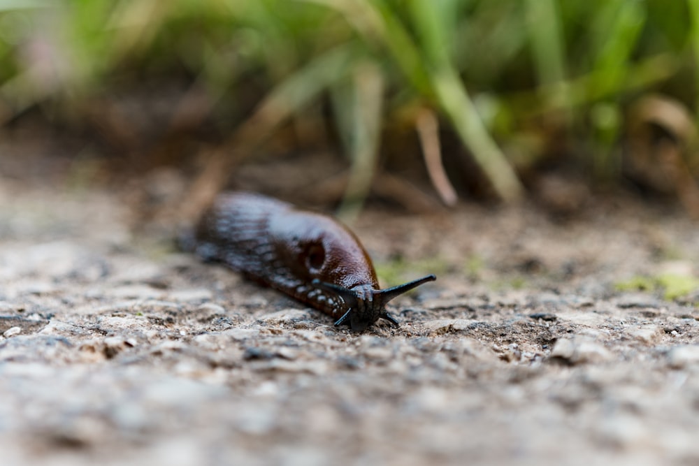 Nahaufnahme eines Käfers auf dem Boden
