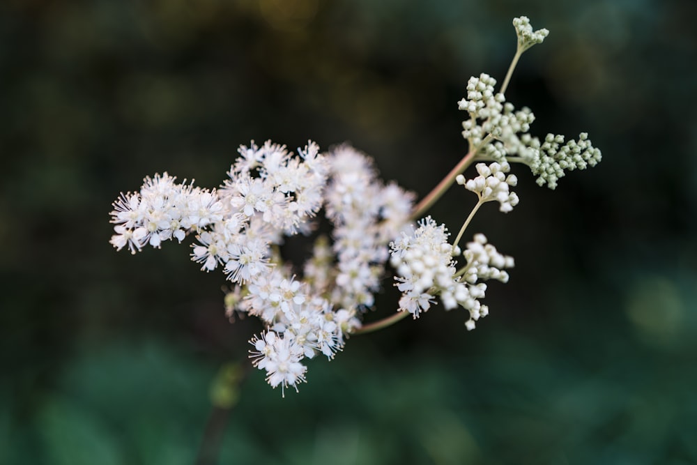 a close up of a white flower with blurry background