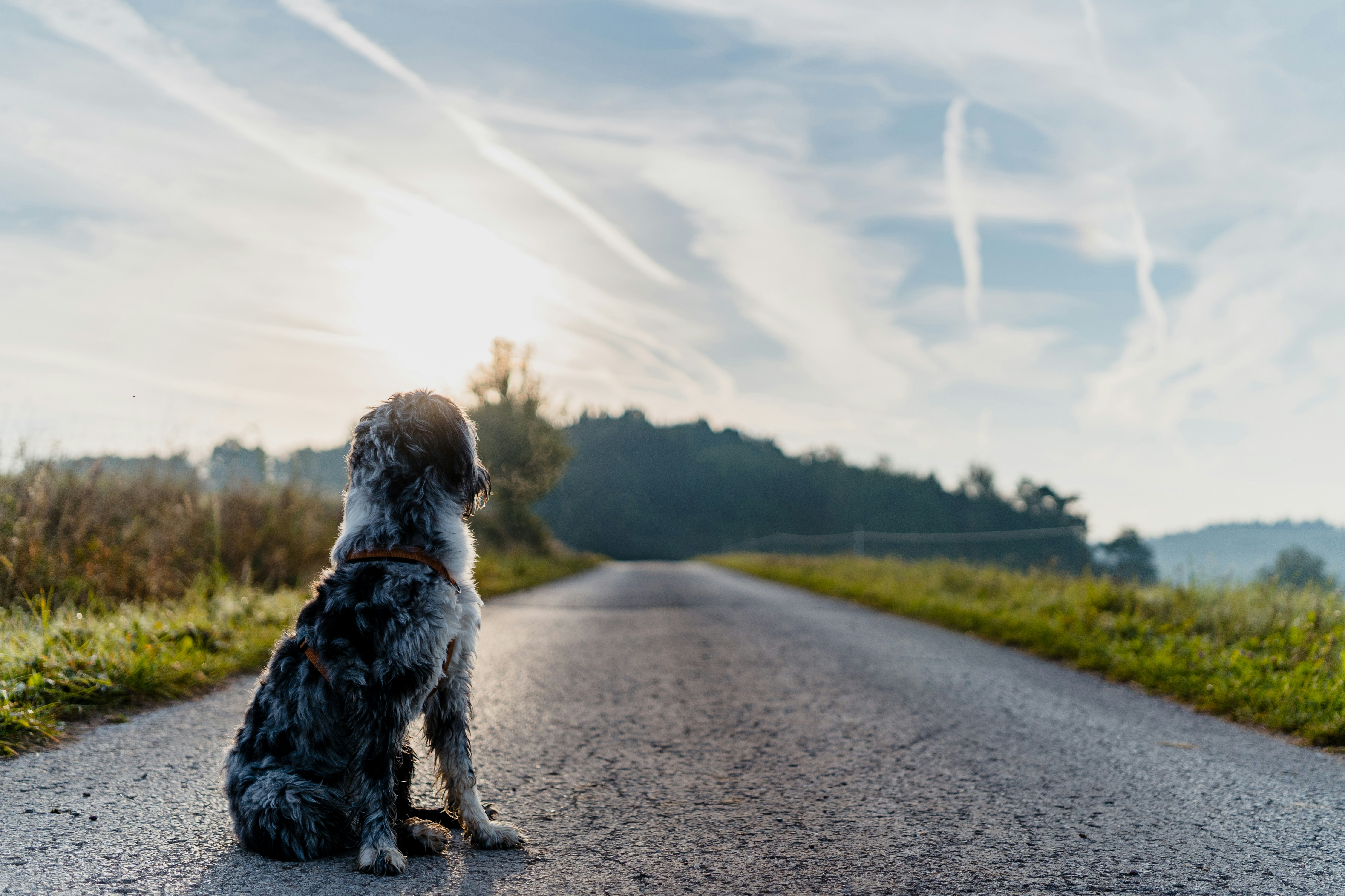 a dog sitting on the side of a road