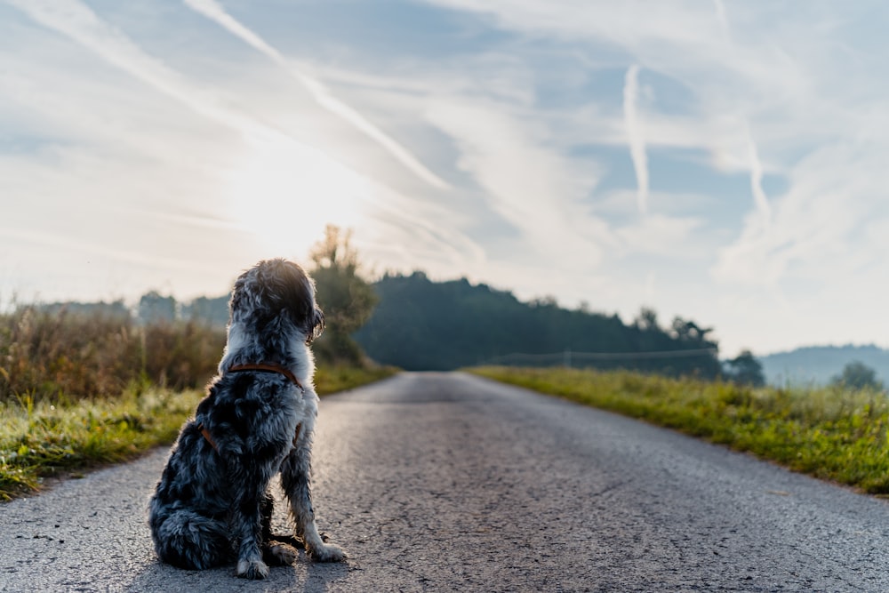 Un perro sentado al costado de una carretera