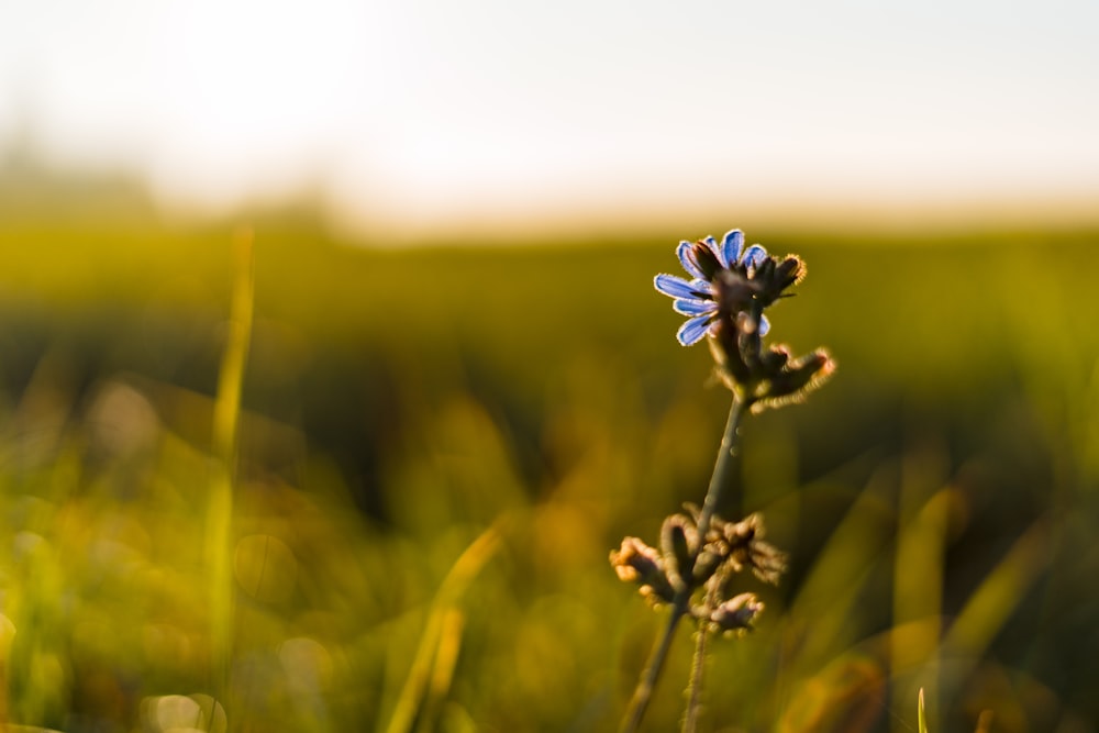 une seule fleur bleue dans un champ herbeux