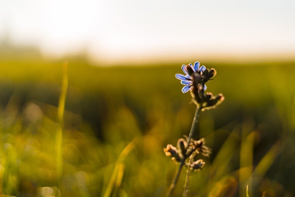 uma única flor azul em um campo gramado