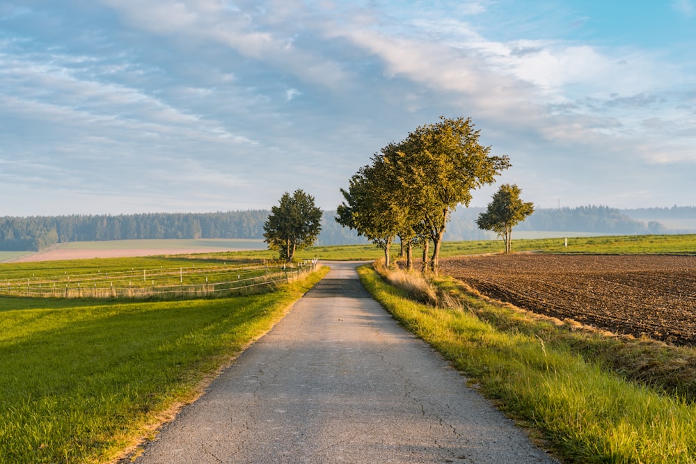 a country road with trees on either side of it