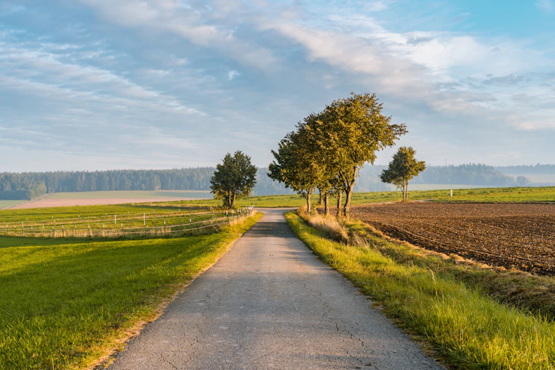 An inviting country road lined with trees