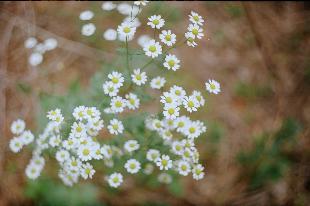 a bunch of small white flowers in a field