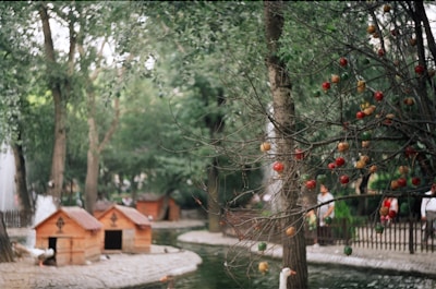 A serene setting of a pet boarding facility.