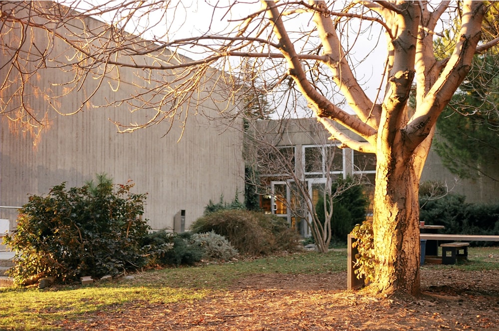 a tree in front of a building with a bench in front of it