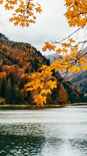 A serene lake is surrounded by dense forests displaying vibrant autumn foliage with golden-yellow leaves in the foreground. The mountains in the distance are slightly shrouded in mist, contributing to the tranquil atmosphere.