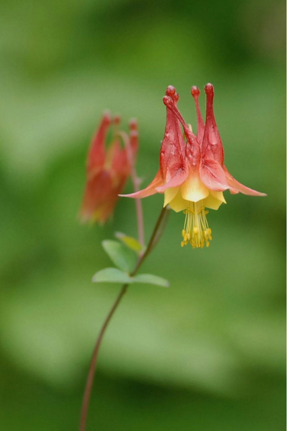 a close up of a flower with a blurry background