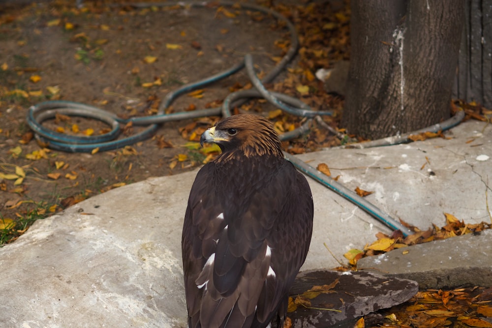 a large bird sitting on top of a rock