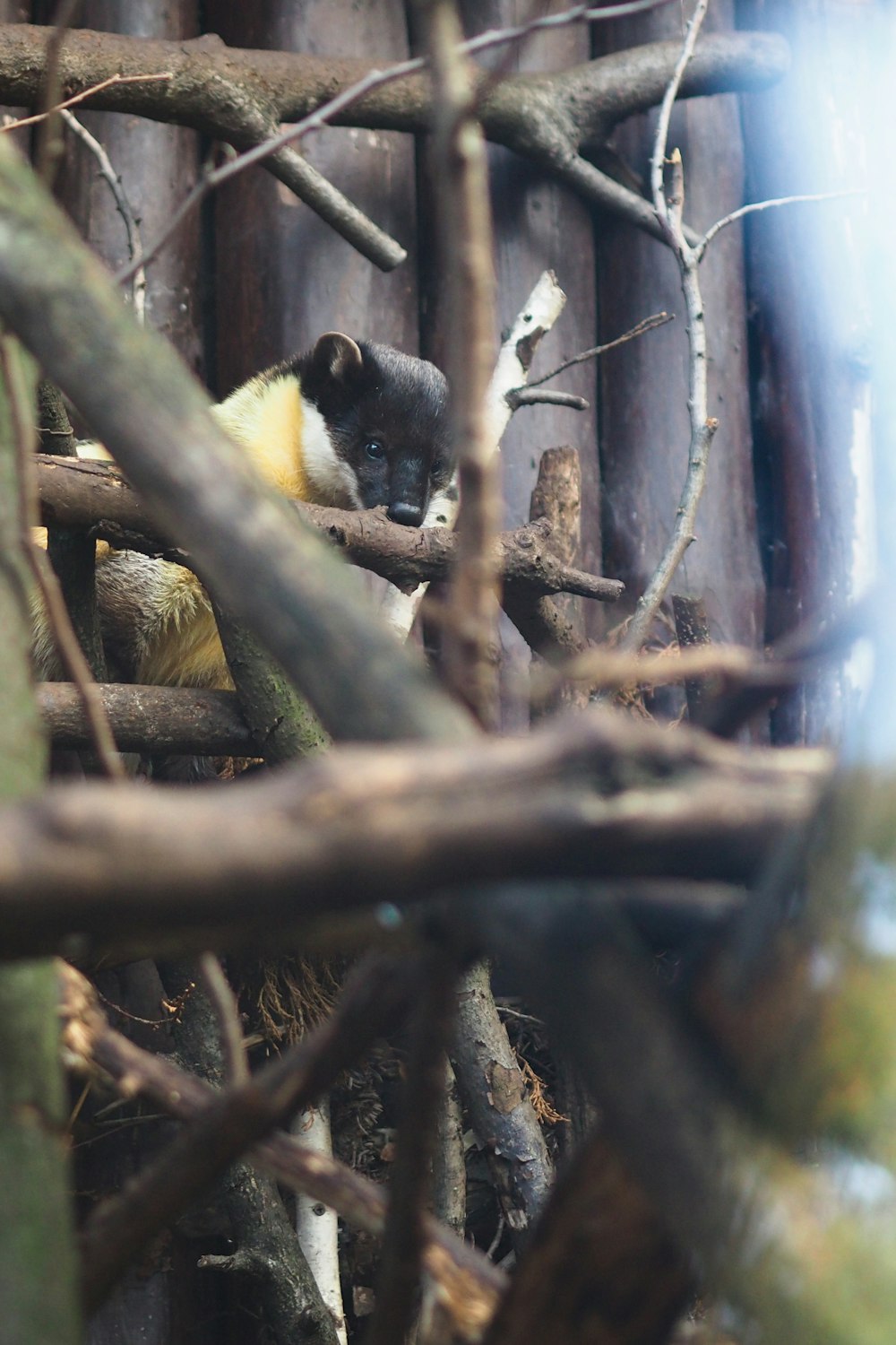 a bird sitting on top of a tree branch