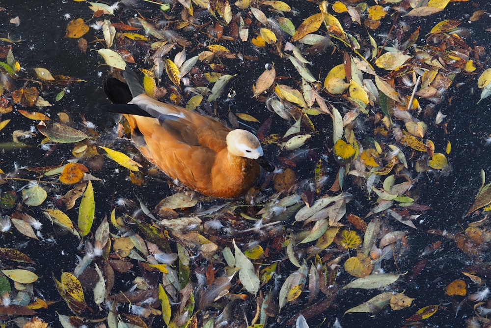 a bird that is floating in some water