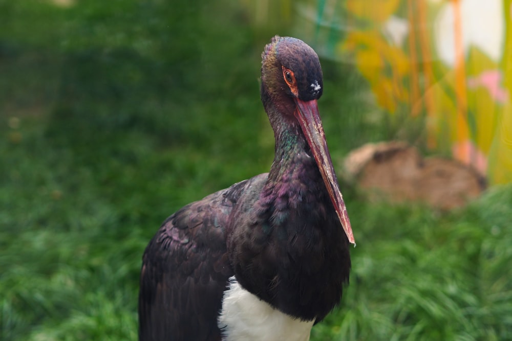 a close up of a bird with a long beak