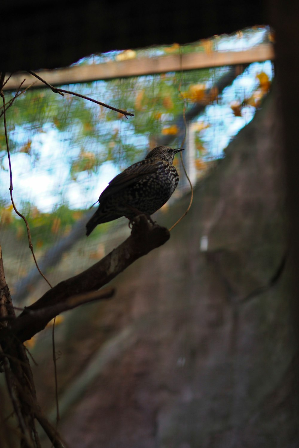 a bird perched on a branch in a tree