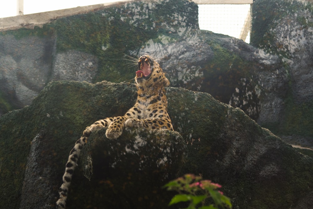 Un leopardo è seduto su una roccia e sbadiglia