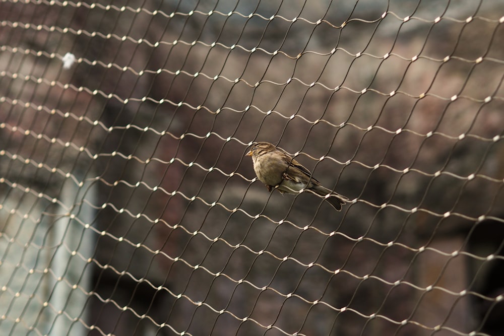a small bird perched on top of a net