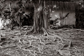 An expansive tree with numerous large, sprawling roots covering the ground. The tree has a thick trunk and is surrounded by dense vegetation, including broad-leafed plants. In the background, a wall and what appears to be a thatched structure can be seen. The entire scene is rendered in black and white, giving it a timeless, serene feeling.