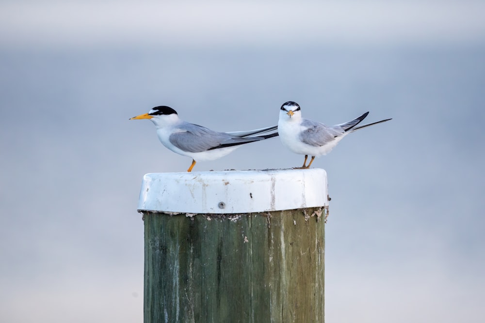 um par de pássaros sentados em cima de um poste de madeira